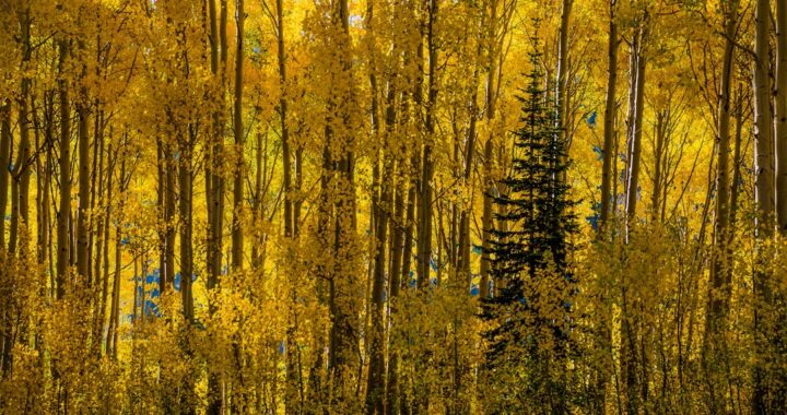 Exploring the Aspen Company: A Unique Blend of Innovation and Tradition