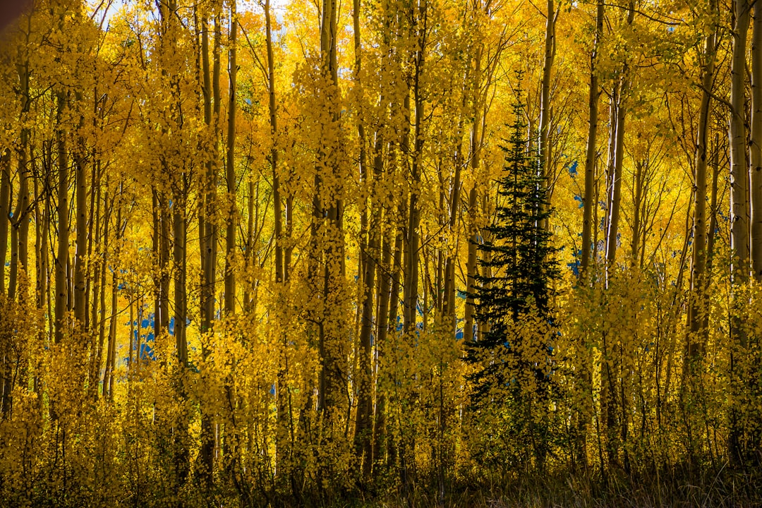 Photo Aspen trees